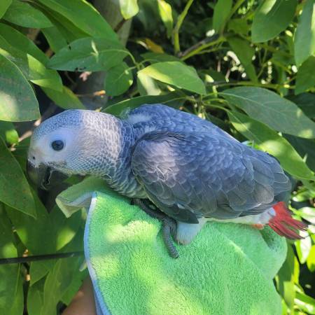 African Grey Parrot63829900214785122
