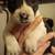 Pocket bully mix puppies 2 thumbnail