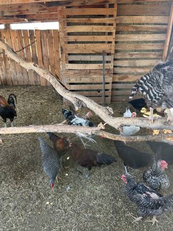 Americauna , plymouth rock, white leghorn young roosters 1