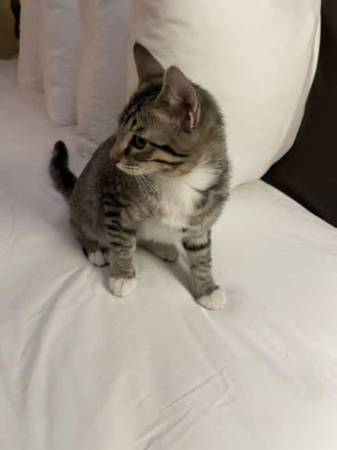Gatita atigrada de 2 meses (Jacksonville)63682016061315121