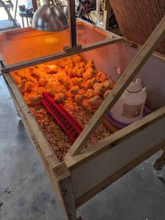 Brooder Chicks  baby chicks brooder quail chicks 1