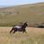 2 yo blue roan filly / Horse 8 thumbnail