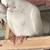 Pigeons Iranian Persian 4 thumbnail