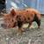 Kunekune piglets 3 thumbnail