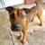 Belgian Malinois dogs 3 thumbnail