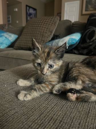 Kittens for sale (North Las Vegas)63860183727491122