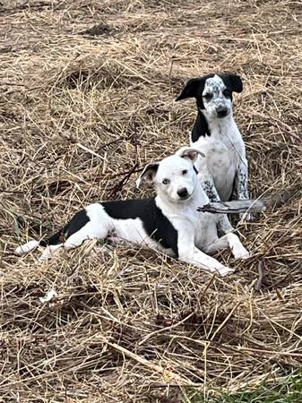 Heeler/ toy Aussie pups 1