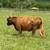 Highland Cow 1 thumbnail