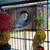 Parakeets 1 thumbnail