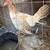 Gamefow hens 2 thumbnail