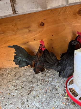 Miniature rooster kikiriki (Oxnard)63686073475073120