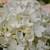 Hydrangeas 10 thumbnail