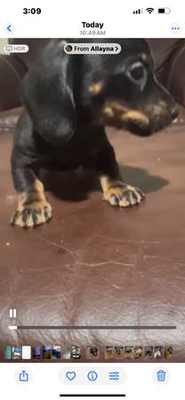Miniature dachshund (San Antonio)63372836938243121