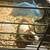 Guinea Pig 1 thumbnail