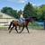 Versatile Warmblood Gelding for Sale 3 thumbnail