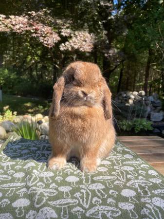 Orange Holland Lop (Windsor)63873145868289124