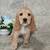 Cocker spaniel 1 thumbnail