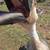 5 Geese 5 thumbnail