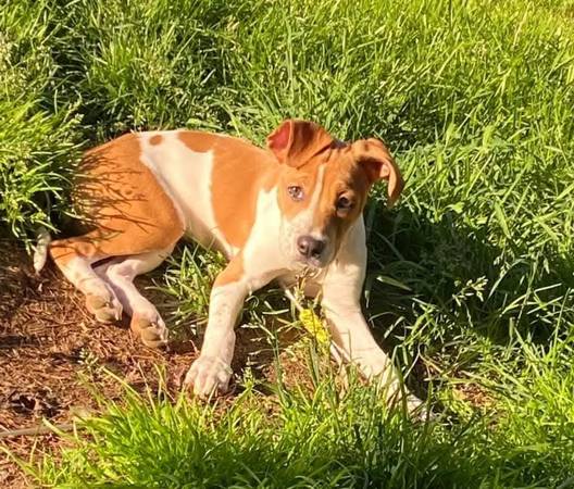 4 year old small boxer mix 1