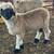 Valais Blacknose 3 thumbnail