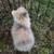Teddywidder Rabbit 2 thumbnail