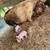 Kunekune pigs 4 thumbnail