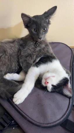 Mainecoon, gatito mezcla azul devon (Elma)63826637429121121