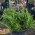 Creeping Rosemary 18 thumbnail