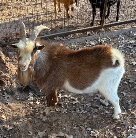 Nigerian Dwarf Buck 1