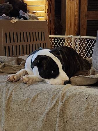 XL bully for rehoming (Bloomfield Mo)63612039435267120