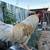white leghorn mix rohde island rooster 1 thumbnail