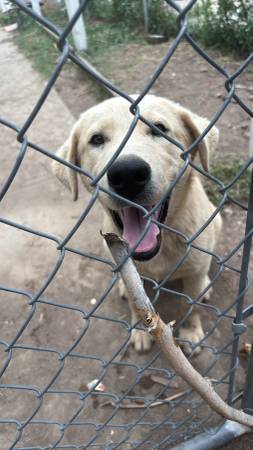 Yellow lab puppy63921243717251124