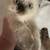 Kittens, Long Haired 4 thumbnail