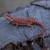 Red Monster Bearded Dragon 4 thumbnail