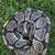 Ball Python 3 thumbnail