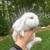 Baby holland lop bunnies 5 thumbnail
