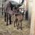 Alpacas 11 thumbnail
