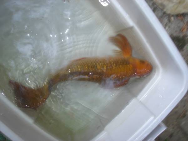 Imported Butterfly Koi GinRin Chagoi - $200 (Staten Island)63471365030913124