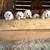 Livestock Guardian Puppies 7 thumbnail