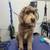 Amazing Pet Stylist.....pet groomer 4U 4 thumbnail