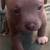 8 week American bully puppies looking for their forever homes! 12 thumbnail