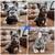 Frenchie Puppies 2 thumbnail
