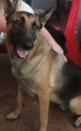 1.5 Year-Old German Shepard looking for new home (Las Vegas)63907417025539122