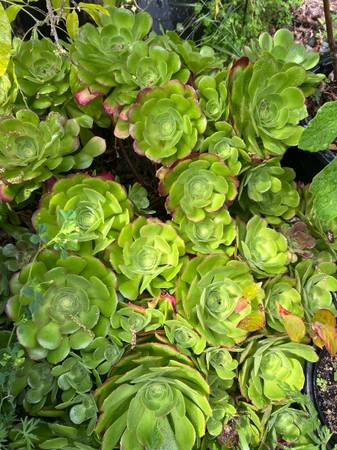 Succulent cuttings 1