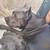 Cane Corso puppies 3 thumbnail