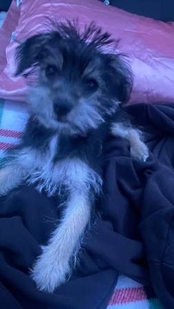 One year old puppy 1