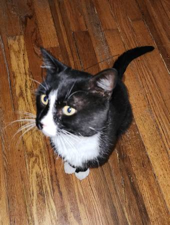 Abandoned Cat Needs Loving Home (Torrington, Wyoming)63843454816259120