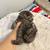 Scottish Fold kittens available 2 thumbnail