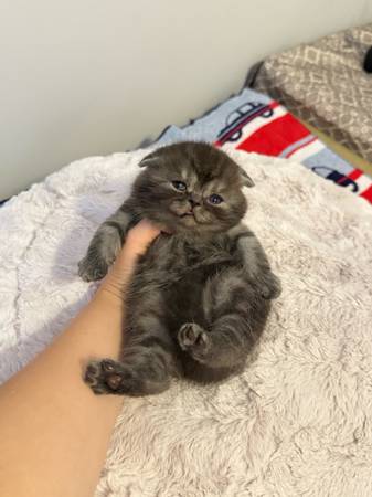 Scottish Fold kittens available (Brooklyn)63923588187522120