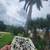 Royal palm seedlings 1 thumbnail